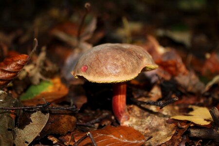 Autumn forest mushroom edible