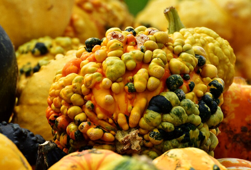 Harvest decorative squashes decoration