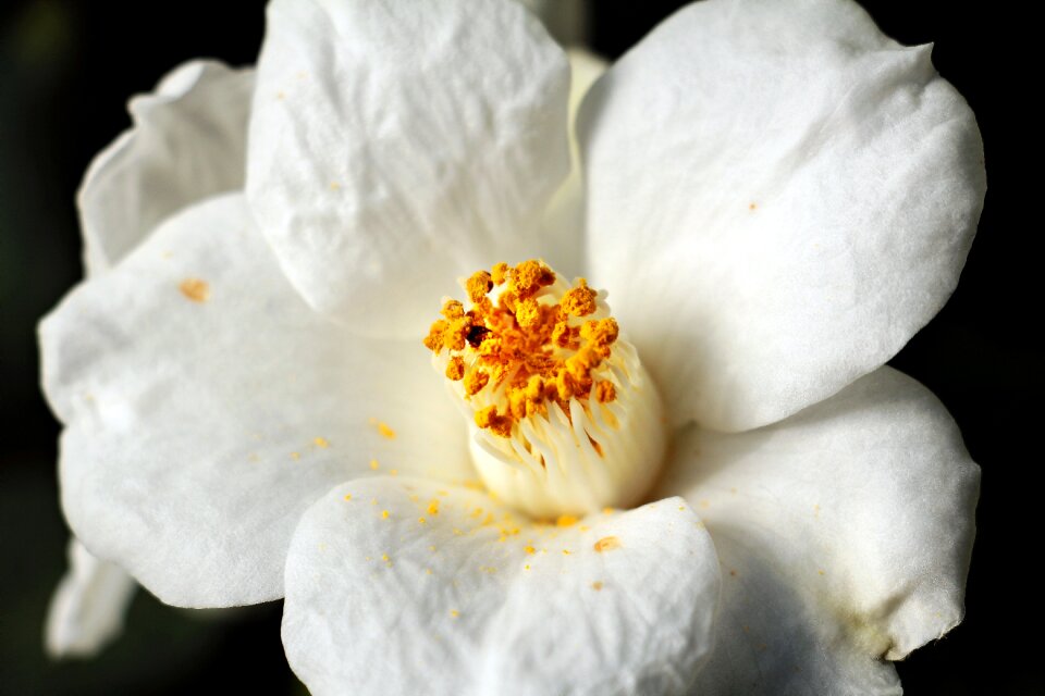 Nature blossom bloom