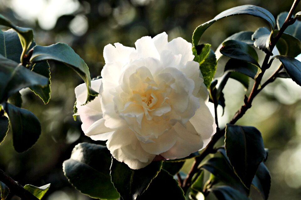 White flower plant blossom