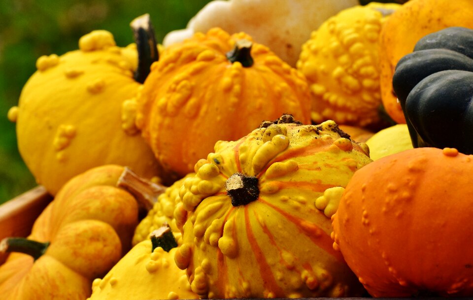 Harvest decorative squashes decoration