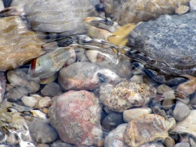 Flow river pebbles photo