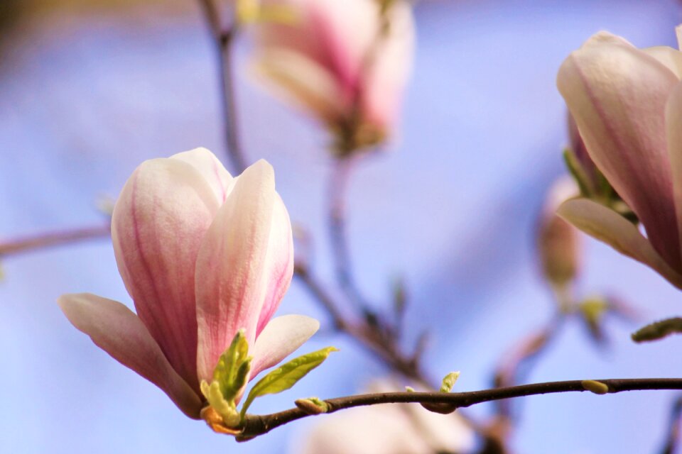 Spring pink flower tree photo