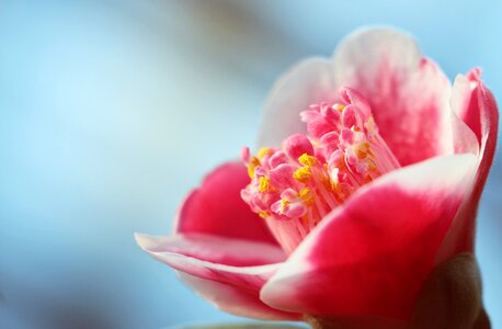 Pink flower camellia flower