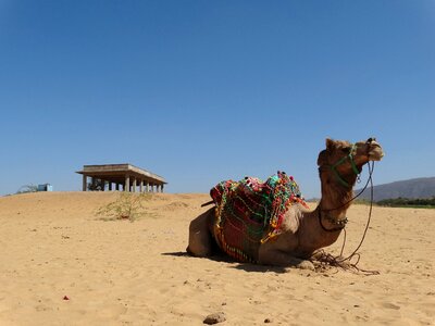 Desert pushkar camel photo