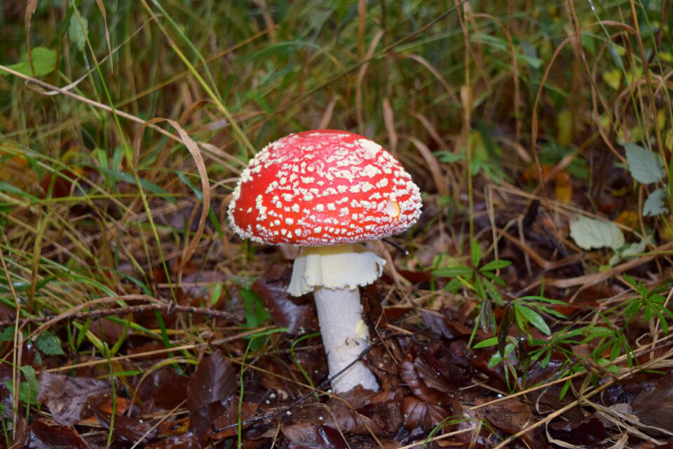 Autumn fly agaric forest