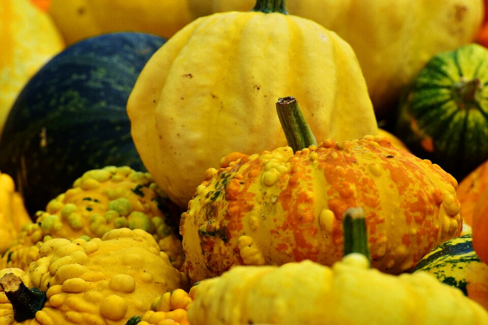 Harvest decorative squashes decoration