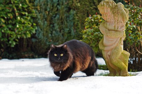 Feline outdoors fur