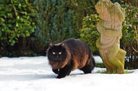 Feline outdoors fur photo