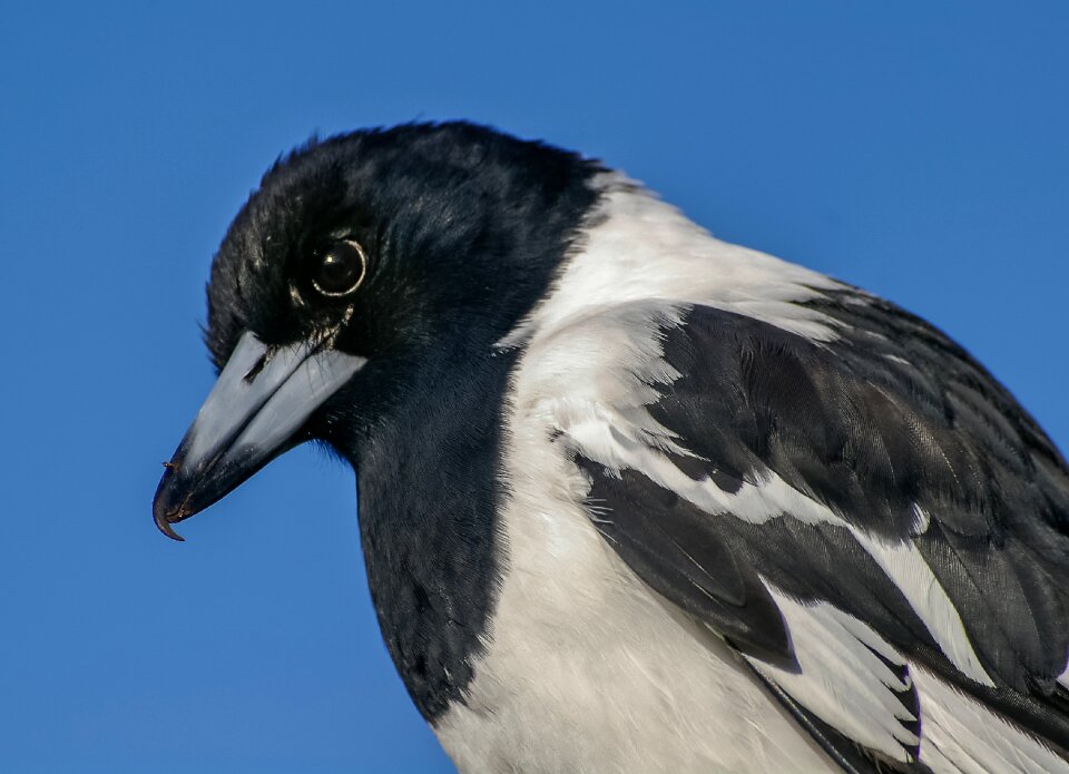 Bird black white photo