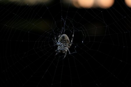 Reel dark net