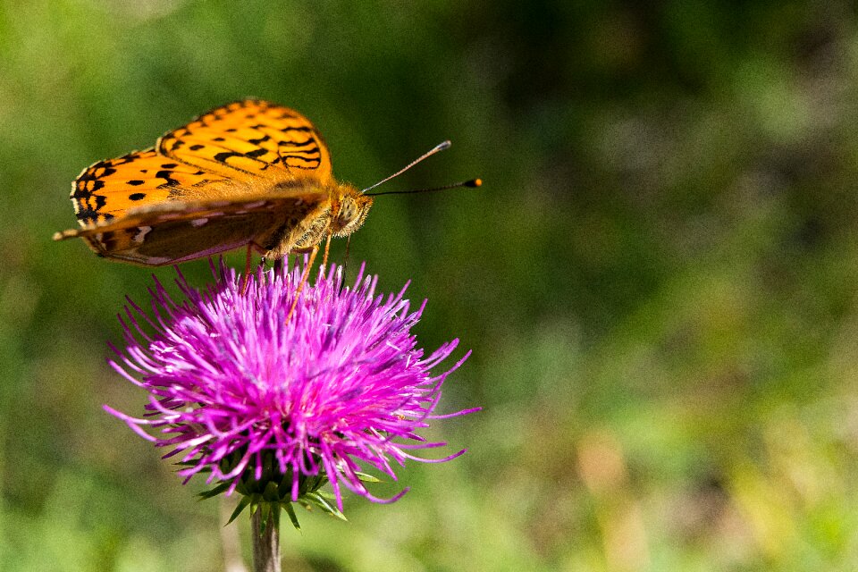 Bloom insect nature photo