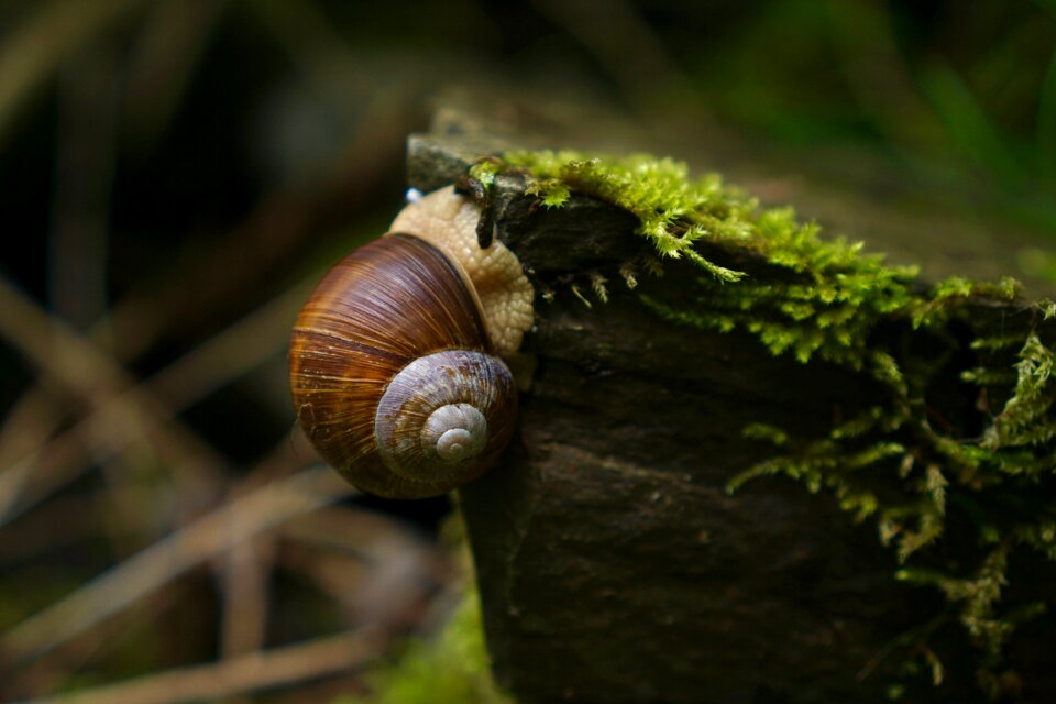 Land snail nature mollusk