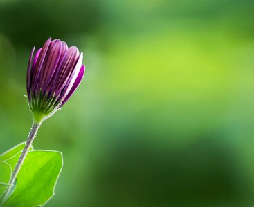 Bloom purple green photo