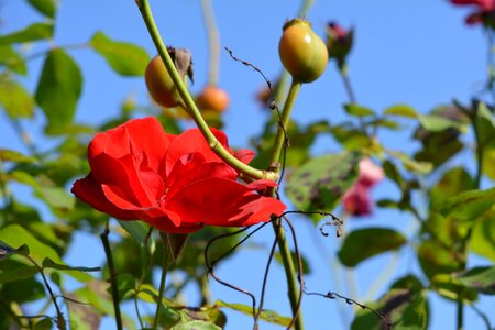 Petals red flowers photo