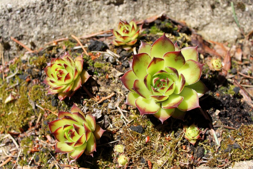 Plant roof sempervivum