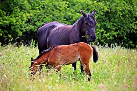 Mare with foal pasture grass