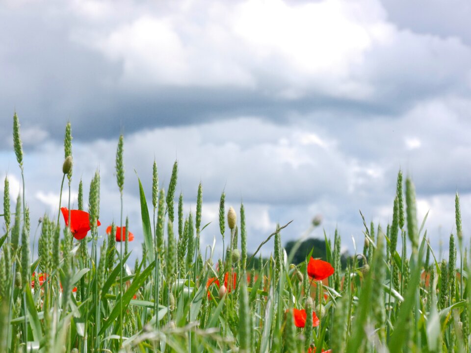 Clouds poppy meadow photo