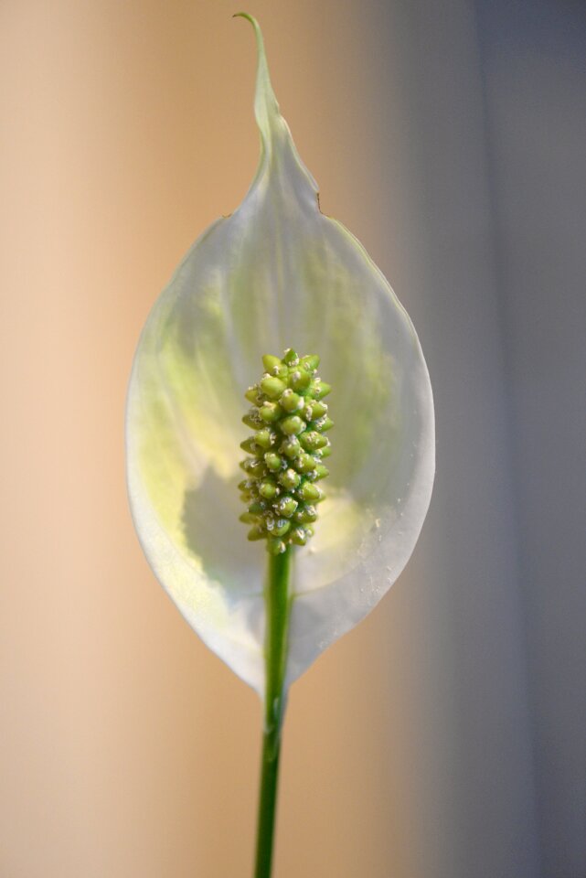 Blossom bloom artificial light