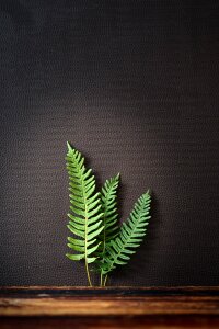 Fern plant leaves green photo