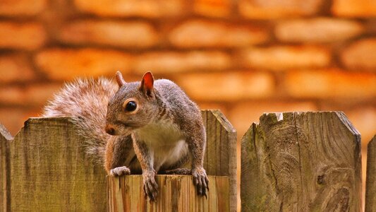 Beautiful animal wildlife