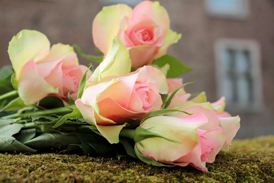 Pink pink roses pink precious roden