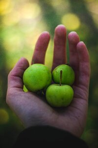 Fruits harvest apples