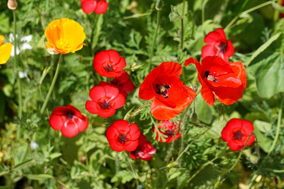 Nature summer poppy