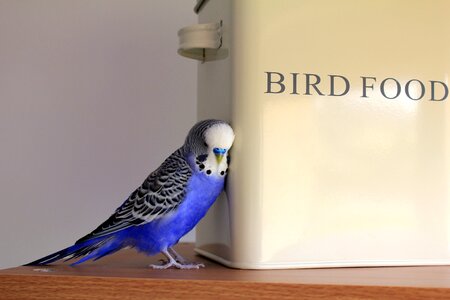 Budgerigar pet plumage photo