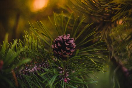 Pinecone acorn christmas tree photo