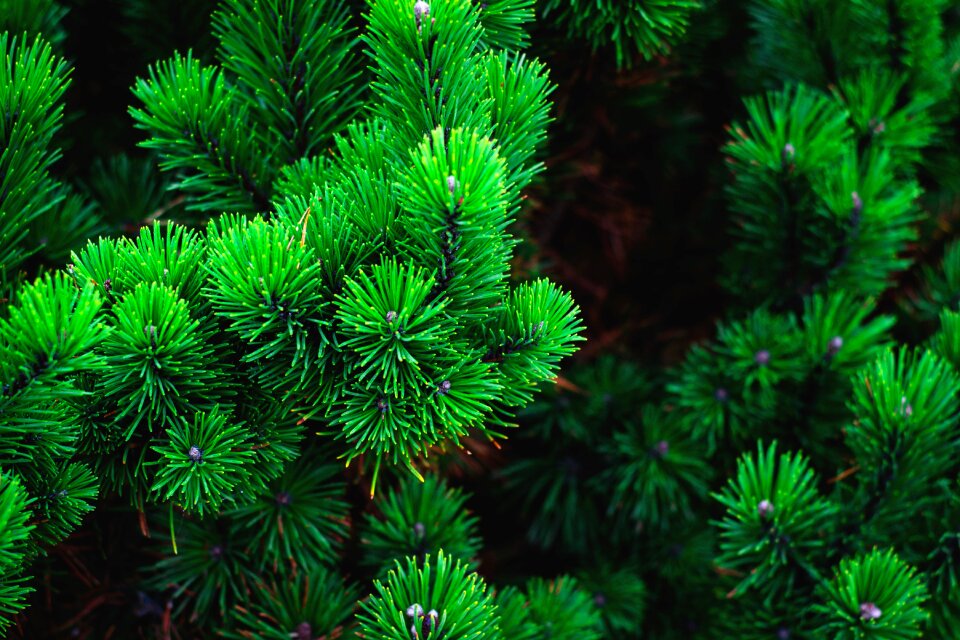 Branch conifer pine needles