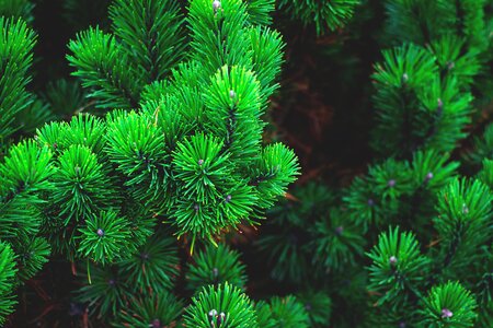 Branch conifer pine needles
