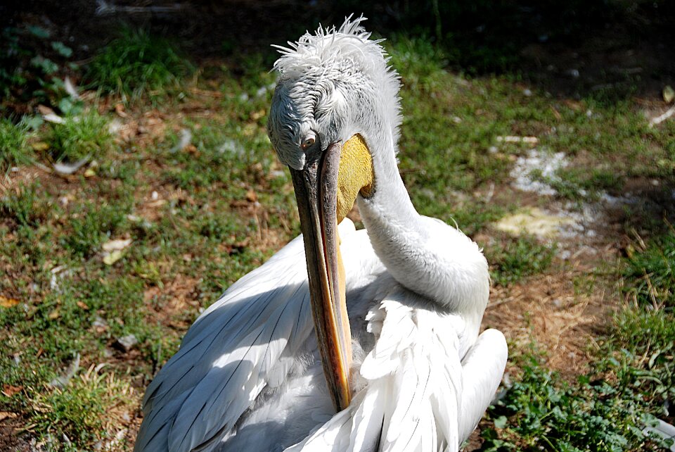Water bird zoo plumage