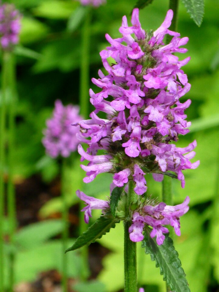 Small pink flowers