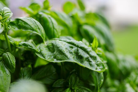 Plant fresh spice