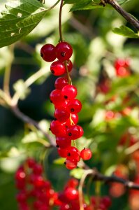 Berries red fruit photo