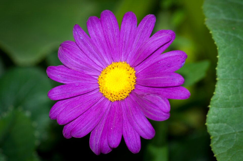 Violet flower flowers purple flowers