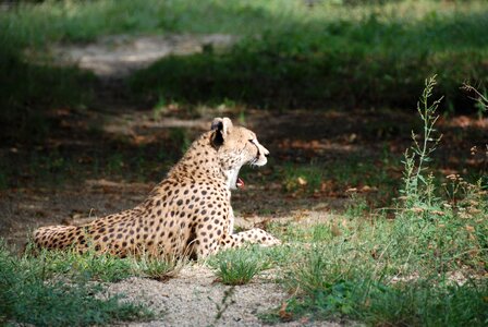 Cheetah yawning zoo photo