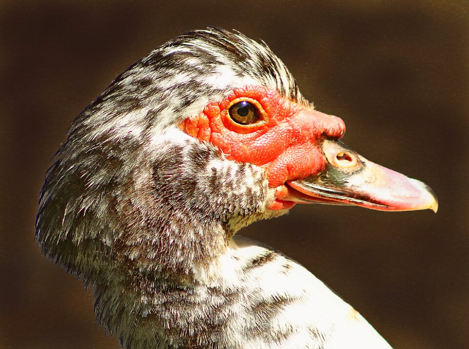 Animals portrait duck