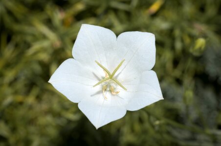 Blossom bloom white flowers photo
