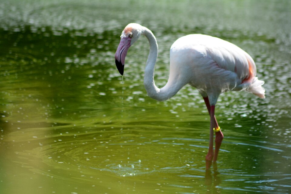 Bird nature animal