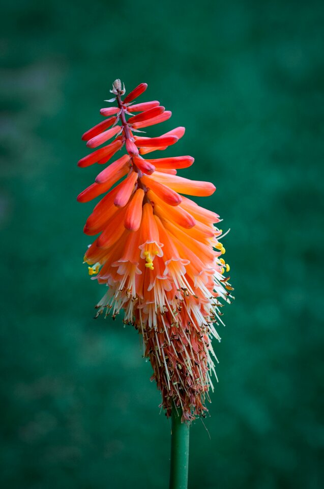 Orange orange flower flowers