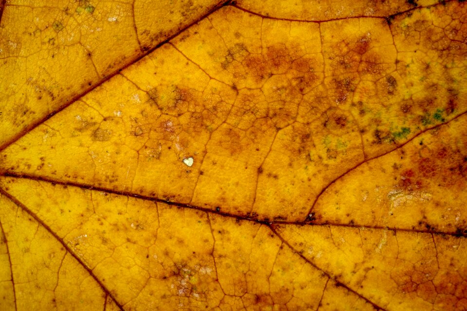 Fall foliage colors of autumn leaves in the autumn
