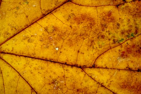 Fall foliage colors of autumn leaves in the autumn photo