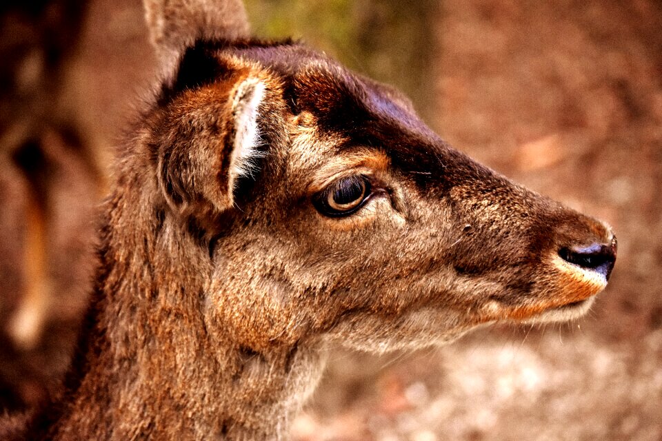 Wild nature wildlife park
