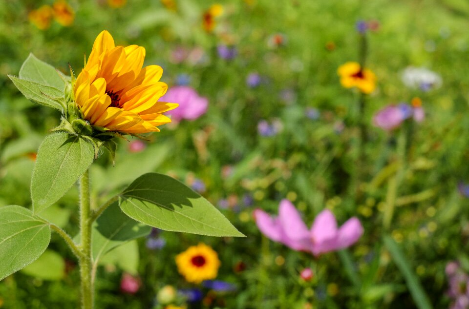 Meadow wildflowers summer