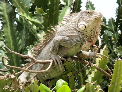 Nature beast netherlands antilles