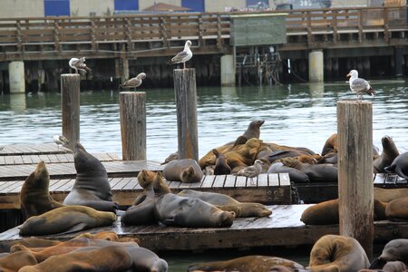 Bay san francisco california photo