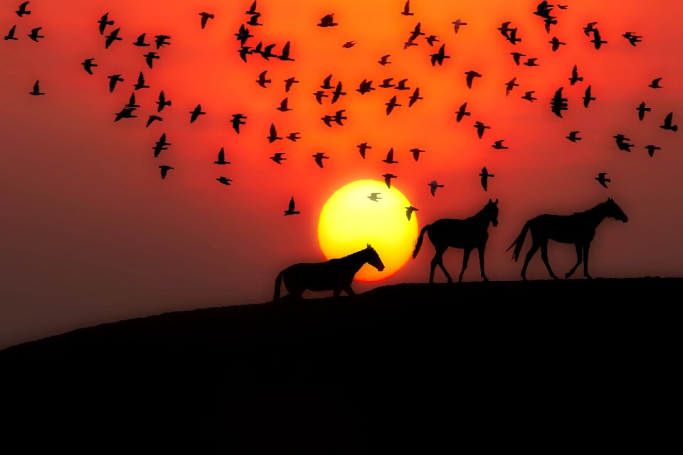 Horses birds landscape
