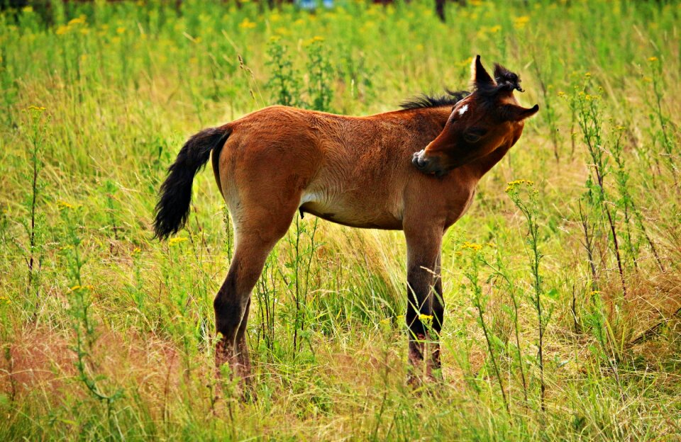 Brown mold horse head grass